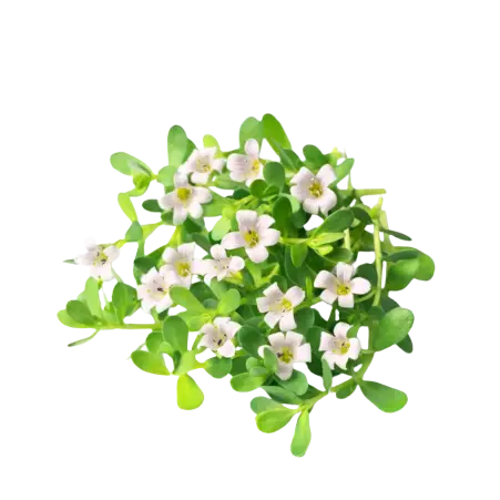 Brahmi